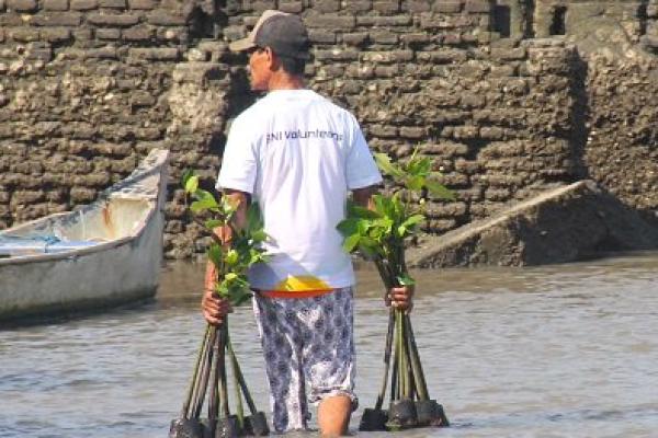 BNI Perkuat Rehabilitasi Mangrove dan Pemberdayaan Ekonomi Pesisir