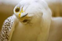 Ilustrasi - Burung Falcon Putih yang mempunyai nilai sangat mahal (Foto: AFP)