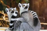 Ilustrasi - Hari Lemur Sedunia setiap 30 Oktober (Foto: Pixabay)