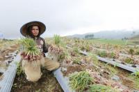 Sejalan dengan Program Kementan, Susi Pudjiastuti Dorong Pemuda Bertani
