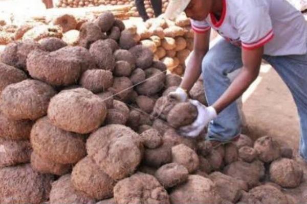 Petani Banten Mulai Lirik Potensi Tanaman Porang