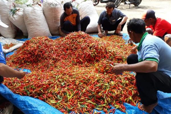 Harga Cabai Masih Mahal, Inflasi di Depan Mata