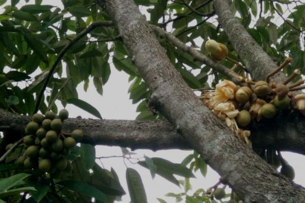 Durian Tanpa Duri dari Lereng Rinjani