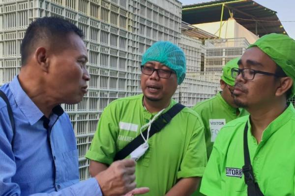 Kementan Telusuri Penyebab Besarnya Disparitas Harga Ayam