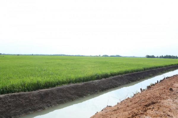 Diversifikasi Pangan Lokal Kementan Tuai Dukungan Dekan UGM