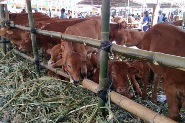 Penuhi Kebutuhan HBKN, ID FOOD Mobilisasi Sapi Hidup