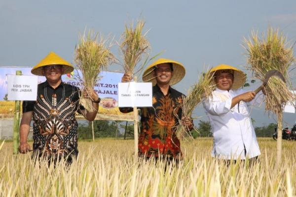 kawal selia padi dan beras