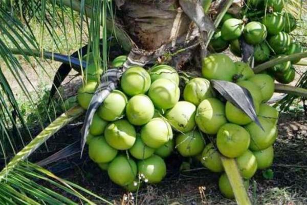 Empat Penghasil Kelapa Dunia Ternyata Impor dari Indonesia 