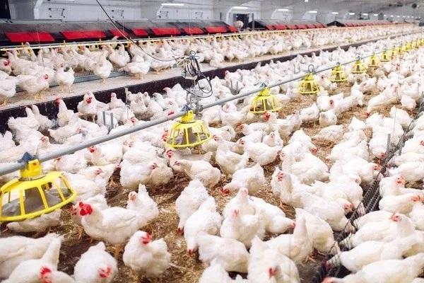 Harga Ayam Turun, Peternak di Madiun Bagikan Ayam Hidup