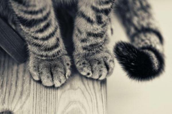  Mengharukan, Ini lah Kisah Seekor  Kucing Selamatkan Lansia di Jepang
