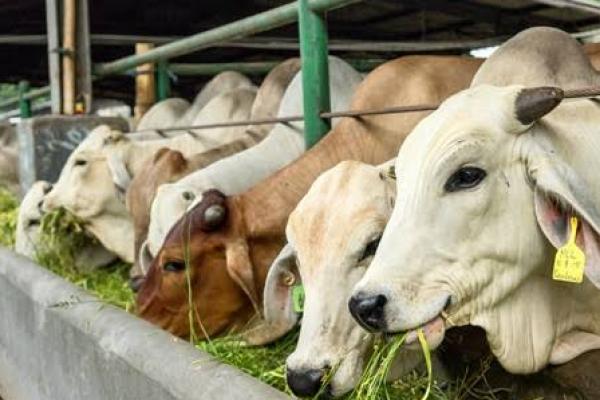 Berbekal Keikhlasan , Food Station Berkurban Enam Sapi dan 38 Kambing