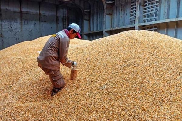 Pembelian China untuk Produk Pertanian AS Capai 71% dari Target Kesepakatan Perdagangan