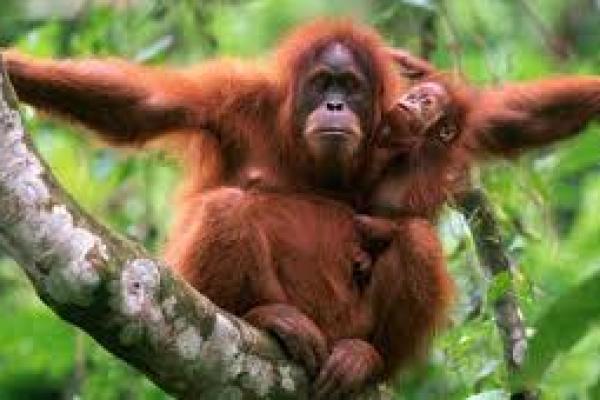  Warga Selamatkan Orangutan Tapanuli di Tengah Kepunahan