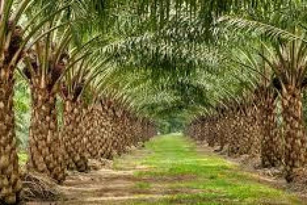 Pemerintah sesuaikan tarif pungutan ekspor industri kelapa sawit berkelanjutan