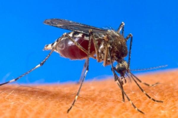 Unicef: Indonesia Berhasil Membuat 77% Penduduk Bebas Malaria