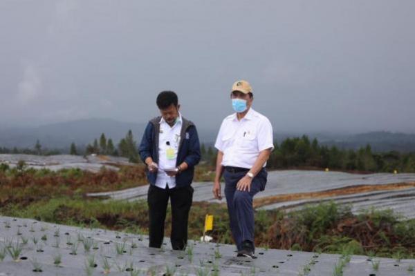 Menko Luhut: Pemerintah Lirik Dataran Tinggi Lainnya untuk Pengembangan Food Estate