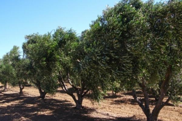 Biadab! Warga Israel Hancurkan Ribuan Pohon Zaitun Petani Palestina