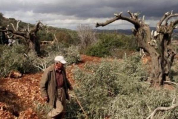 Tentara Israel Tebang Puluhan Pohon Zaitun Di Tepi Barat