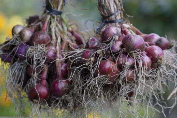 Kementan Subsidi Distribusi Daging Ayam ke Kaltara dan Bawang Merah ke Maluku