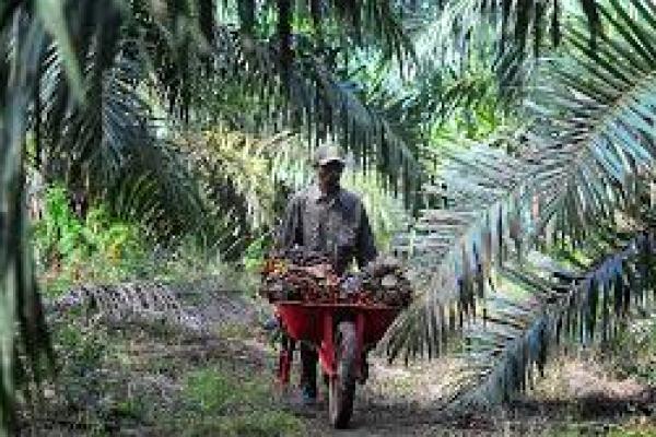 Minyak Kelapa Sawit Jadi Fokus Perjanjian Perdagangan Swiss-Indonesia