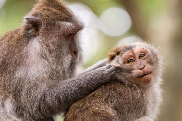 Puluhan Monyet Kabur dari Kebun Binatang Jerman