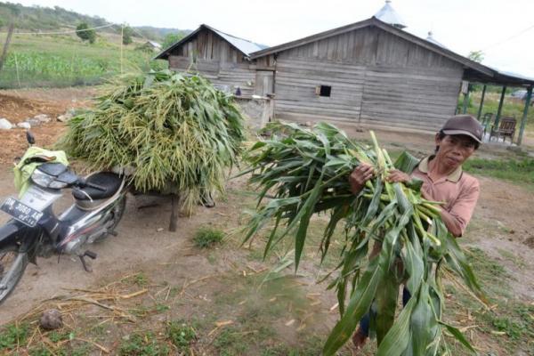 OJK akan Fokuskan Penyaluran dana KUR untuk Klaster Usaha Pertanian