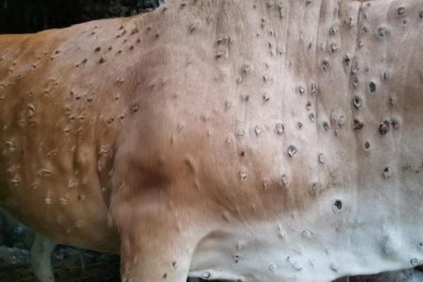 Hadapi Ancaman Lumpy Skin Disease, Kementan Tingkatkan Kesiapsiagaan