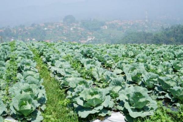 Dorong Petani Kurangi Penggunaan Pestisida Kimia, Ini Penjelasan Kementan!