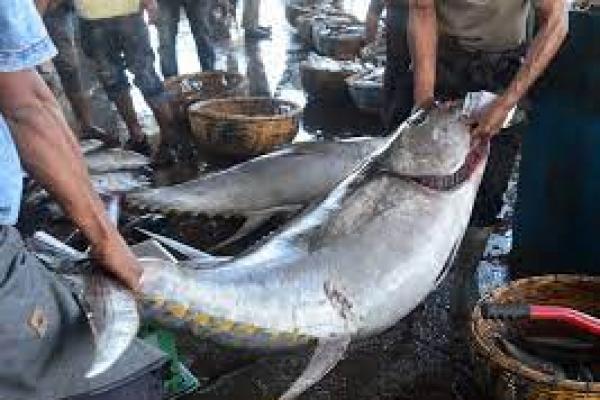 KKP Harus Pastikan Pendanaan Lumbung Ikan Nasional