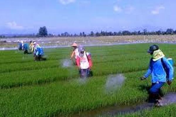  Indonesia dan FAO Kerja Sama Perkuat Sistem Pangan Berkelanjutan