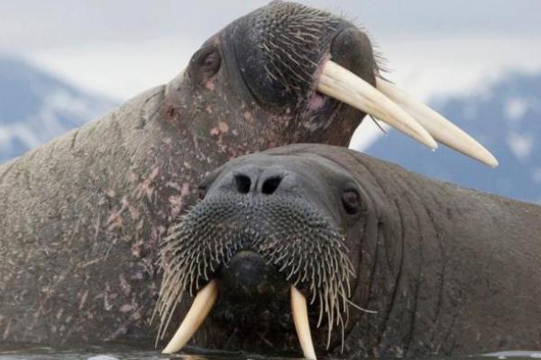 Guna Hitung Populasi Walrus, Ilmuwan Luncurkan Proyek Baru dengan Menggunakan Satelit 