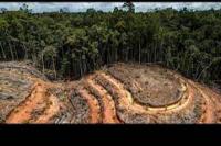 Kemenlu Bantah Pernyataan Inggris Tentang Nol Deforestasi 