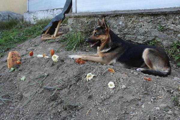 Fero, Anjing Turki yang Enggan Pisah dengan Mendiang Tuannya