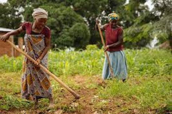 Petani Tanzania Temukan Cara Manfaatkan Sekam  