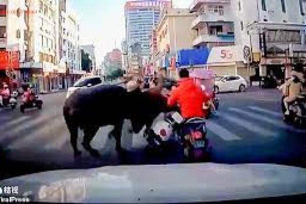 Kerbau Mengamuk, Sejumlah Pengguna Jalan di China Dilarikan ke RS 