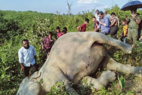 Empat Gajah Mati Terbunuh di Bangladesh