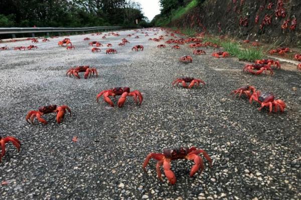 Kepiting Merah Bermigrasi Setiap Musim Dingin Hanya untuk Kawin