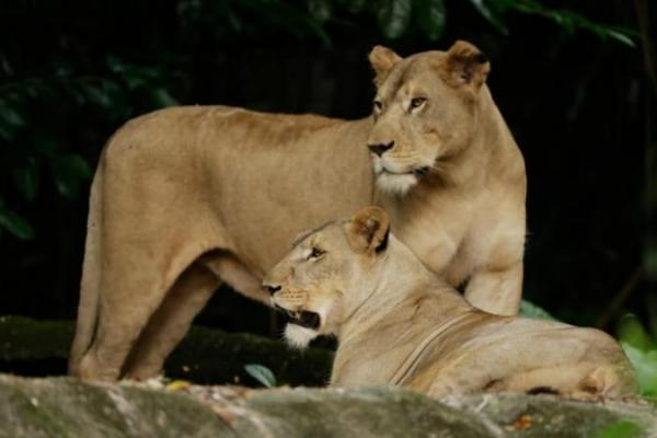 Pameran Singa Afrika Kembali Dibuka di Kebun Binatang Singapura