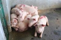 Kementan Tingkatkan Penanganan Kasus Kematian Babi di Kalimantan Barat