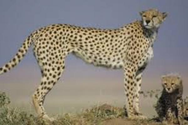 Perdagangan Ilegal Ancam Populasi Cheetah di Afrika