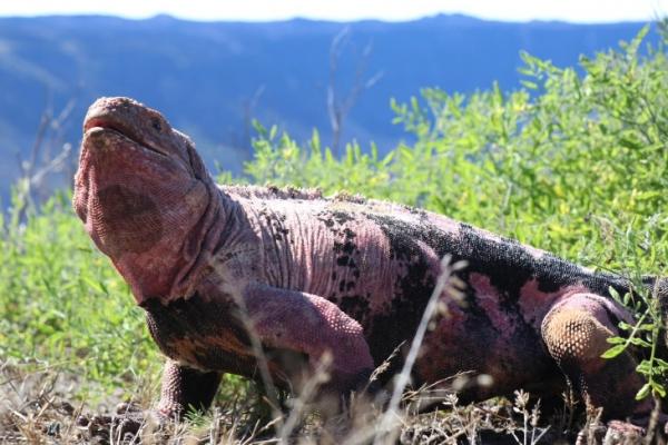 Gunung Meletus di Galapagos, Ekosistem Iguana Merah Terancam