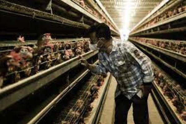 Mentan Pastikan Stok Telur Ayam Aman