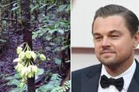 Leonardo DiCaprio Jadi Nama Spesies Pohon Baru