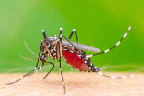 Lima Hal yang Membuat Nyamuk Menyukaimu