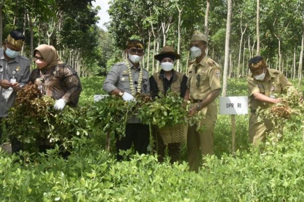 Kementan Dorong Pangan Lokal Masuki Pasar Konsumsi Internasional