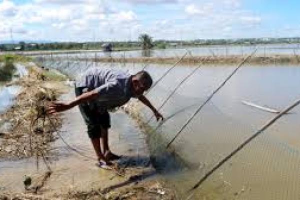 Banjir di Aceh Timur Akibatkan Kerugian Rp12 Milyar di Sektor Perikanan