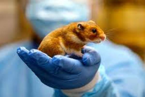 11 Hamster Terinfeksi Covid-19,  Hong Kong Akan Musnahkan 2.000 Hamster 