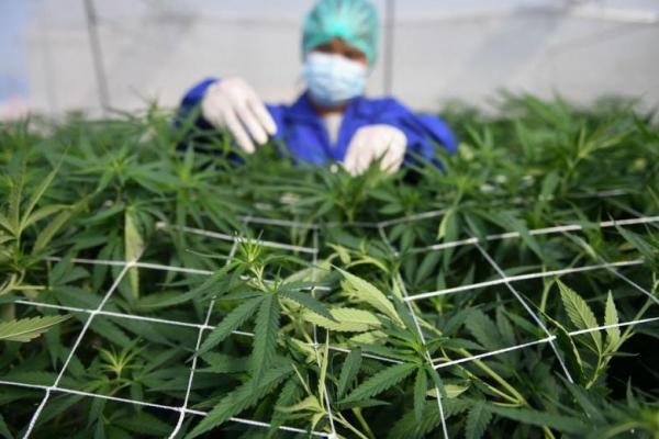Presiden Kosta Rika Memveto Legalisasi Ganja untuk Medis
