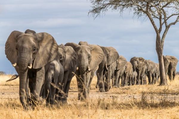 Turis Saudi Tewas Terinjak Gajah di Taman Uganda