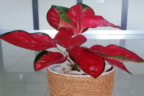 Trik Aglaonema Suksom Jaipong Tumbuh Subur, Segar, dan Berdaun Merah Merona